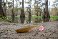 Marsh Minnow