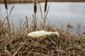 Ghost Minnow