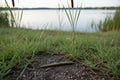 Marsh Worm